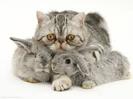 rabbits abd cat